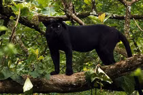 Thực hư thông tin báo đen gần 100kg xuất hiện tại Đồng Nai