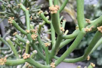 Lạ lùng loài cây có tên “bút chì” và sự thật thú vị