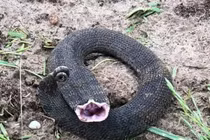 Xuất hiện “bé Na” mũm mĩm có thể "nuốt trọn cả Thế giới"