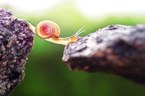 Ảnh động vật tuyệt đẹp: Ốc sên đẹp như thiên thần