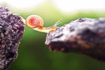 Ảnh động vật tuyệt đẹp: Ốc sên đẹp như thiên thần