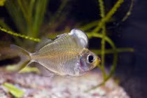 Loài cá cảnh "độc nhất vô nhị" bướu mọc ngay trên đầu