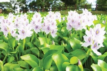 Sự thật thú vị ít người biết về cây lục bình