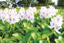 Sự thật thú vị ít người biết về cây lục bình