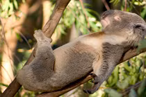 Thói quen ngủ gây sốc của các loài động vật 