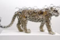 Ngắm động vật hoang dã khoác "hình hài thuỷ tinh" sáng giá 