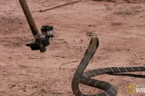 Rợn người xem rắn hổ mang bị trêu tức rồi hút nọc