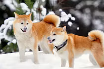 Điều bất ngờ về giống chó được xem là quốc khuyển Nhật Bản