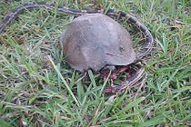 Rùng mình xem rùa ăn rắn... đổi khẩu vị