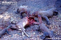 Những bữa tiệc đẫm máu của rồng Komodo 