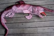 Kỳ dị cá mập yêu tinh, 10 năm chỉ 10 người nhìn thấy