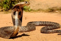 Sự thật ít người biết về rắn hổ mang gây sửng sốt