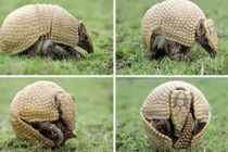 Sự thật ít người biết về loài Tatu gây sửng sốt