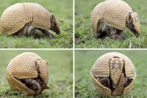 Sự thật ít người biết về loài Tatu gây sửng sốt