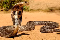 Sự thật ít người biết về rắn hổ mang gây sửng sốt