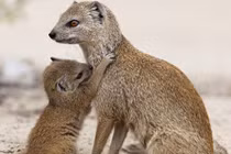 Những khám phá gây sửng sốt về loài cầy Mangut