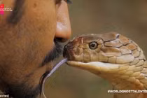 Chàng trai hôn môi loài rắn độc cắn chết cha mình