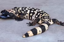 Động vật với diện mạo khó tin có nọc độc kinh hoàng 