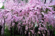 Rắn độc kỵ những loài cây nào? 