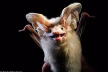 Những động vật “xấu, lạ” nhất trong tự nhiên