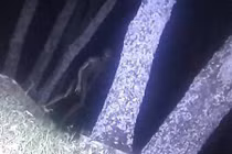 Máy ảnh nhiệt phát hiện người ngoài hành tinh trong rừng?