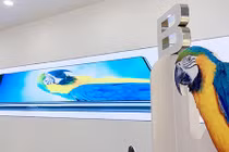 Bphone 4 lùi ngày ra mắt, tổ chức livestream và không có khán giả trực tiếp