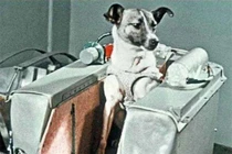 Những con vật từng “giải cứu thế giới”, con người cũng nể phục