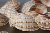 Điều ít biết về ốc khế, sống dọc ven biển miền Trung