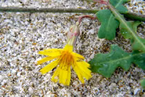 Khám phá thú vị rau sam biển - rau quý vùng Bến Tre