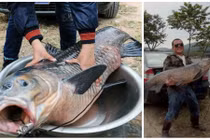 Câu được cá trắm “khủng” nặng hơn bé 3 tuổi