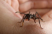Sự thật bất ngờ về loài kiến đạn cắn đau khủng khiếp