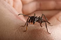 Sự thật bất ngờ về loài kiến đạn cắn đau khủng khiếp