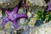 Khám phá ít ai ngờ về loài sao biển màu tím cực lạ 