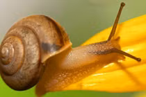 Ốc sên và những sự thật thú vị ít ai biết