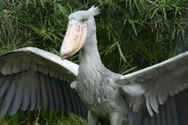 Những loài chim kỳ dị sở hữu chiếc mỏ “quái” nhất TGĐV