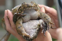 Kỳ thú loài ếch “đại gia”, đặc sản tiến vua xưa ở Việt Nam