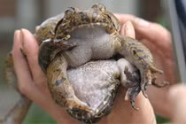 Kỳ thú loài ếch “đại gia”, đặc sản tiến vua xưa ở Việt Nam