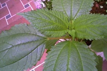 5 loài cây gây nghiện vẫn được trồng hợp pháp