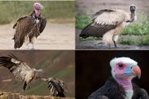 Những loài kền kền ăn xác thối có nguy cơ biến mất