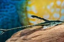 Sự thực kỳ thú về loài cá nhìn như máy bay mini