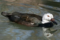 Điều ít ai biết về ngan cánh trắng rất hiếm ở VN