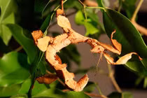 "Chân dung" bọ que xấu xí có thể tự đẻ không cần con đực