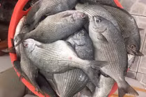 Sự thật bất ngờ về cá tà ma nổi tiếng Nha Trang