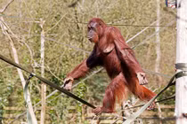 Đười ươi siêu đỉnh đi trên dây như diễn xiếc 