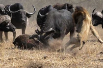 Trâu mẹ dũng cảm cứu con khỏi miệng sư tử