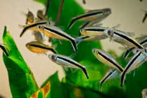 Cá cảnh lại mang tên chim cánh cụt, khiến dân chơi Việt mê mẩn