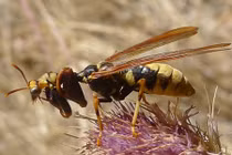 Kinh ngạc chiêu bắt chước loài côn trùng độc của động vật