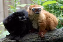 10 loài vượn cáo kỳ quái nhất hành tinh 