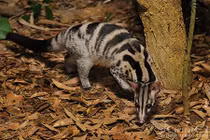 Bất ngờ thú vị về cầy vằn bắc quý hiếm ở VN