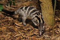 Bất ngờ thú vị về cầy vằn bắc quý hiếm ở VN